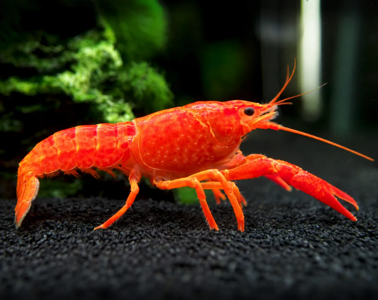 Orange crayfish in the Diyon Water Pets aquarium