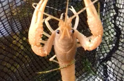 Orange Crayfish
