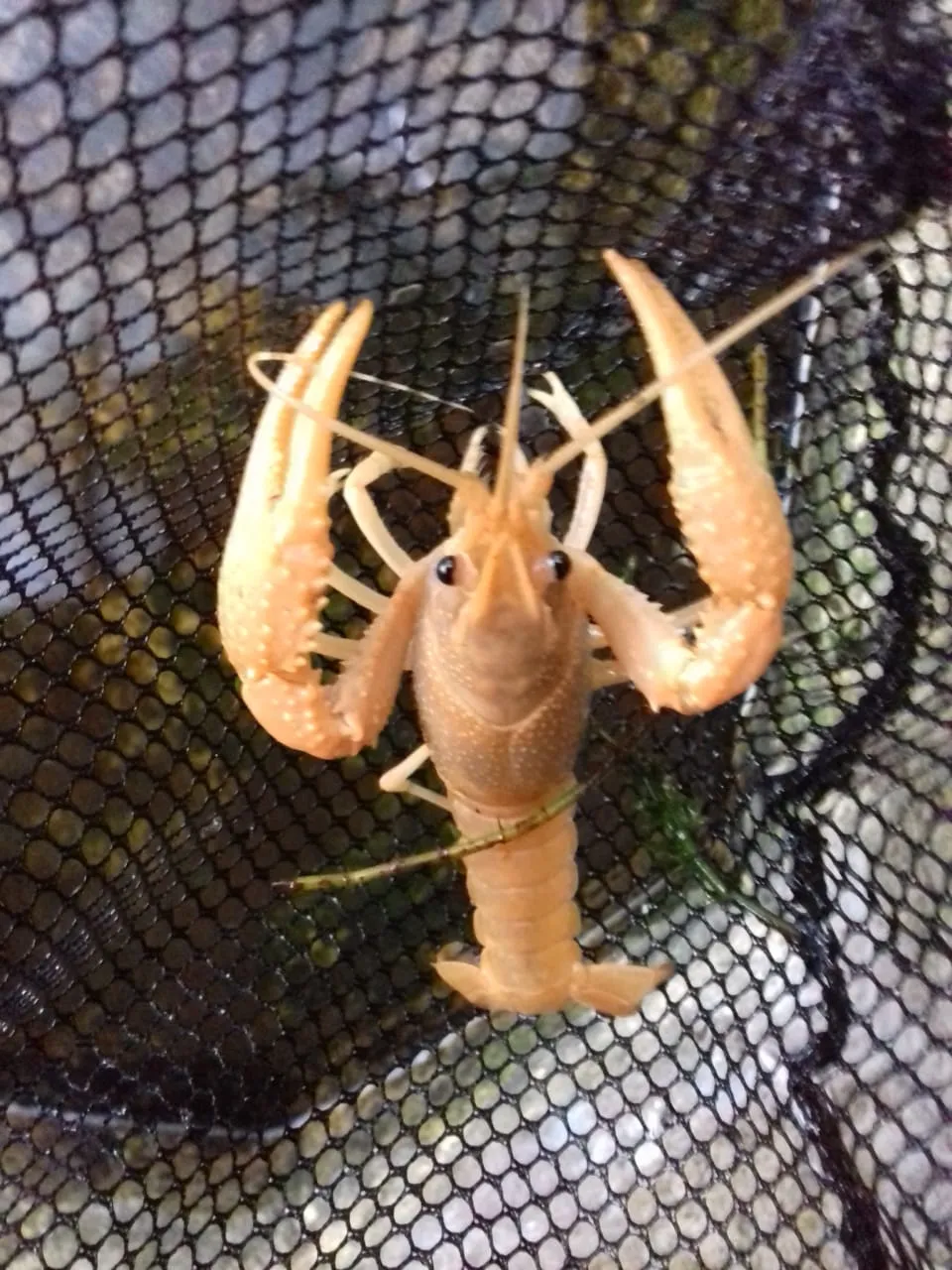 Orange Crayfish
