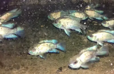 Blue akara