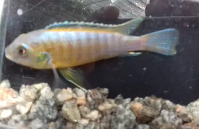 Malawi