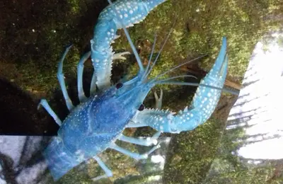 Crayfish