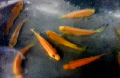 Orange malawi
