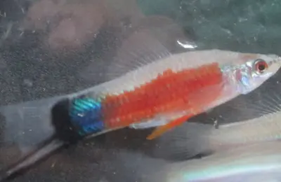 Sword tail