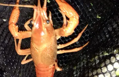 Orange Crayfish