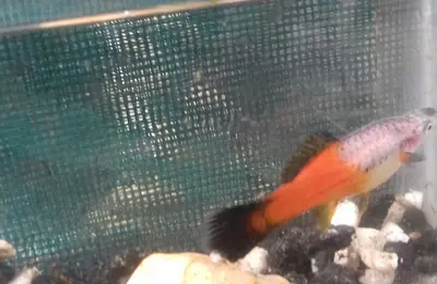 Sword tail