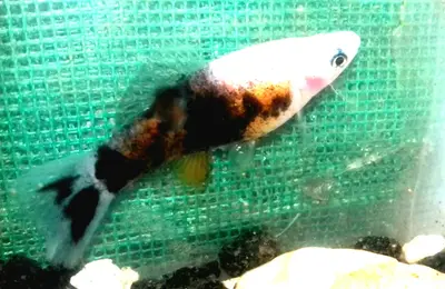 Sword tail