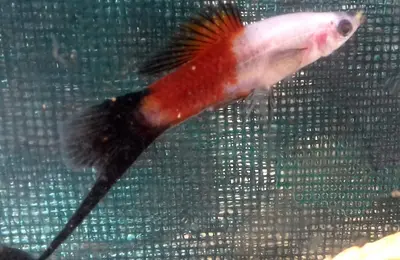 Sword tail