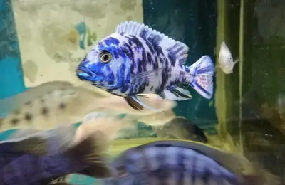 Ob peacock malawi