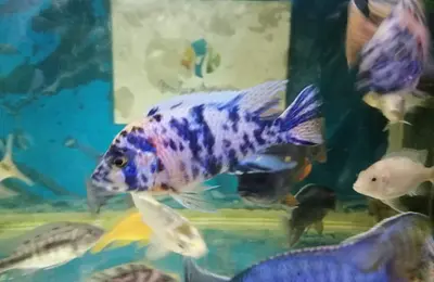 Ob peacock malawi