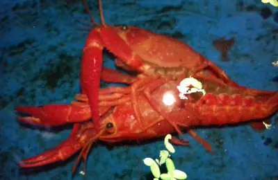 Red Crayfish