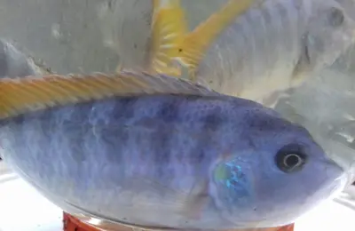 Fresh water fish 30