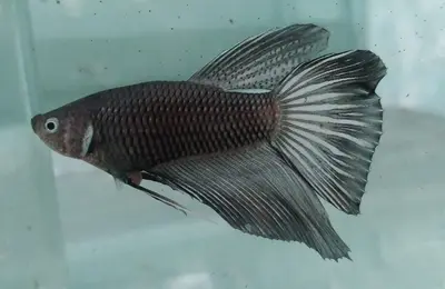 Fresh water fish 31