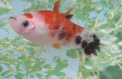 Fresh water fish 32