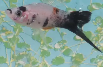 Fresh water fish 33