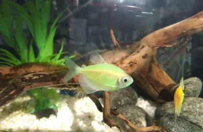 Fresh water fish 34