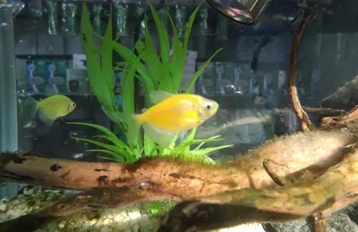 Fresh water fish 35