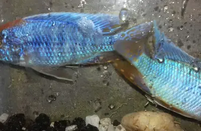 Blue peacock malawi