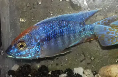 Blue peacock salper head malawi