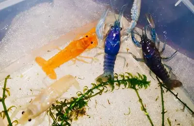 Electric Blue,white blue,orange crayfish