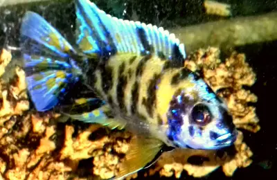Ob peacock malawi