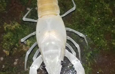 White crayfish