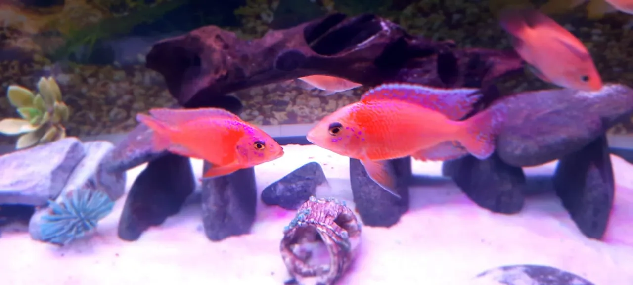 Colourful fish in the Diyon Water Pets aquarium
