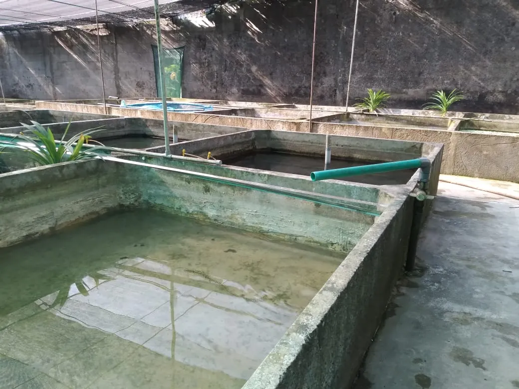 Diyon Water Pets farm