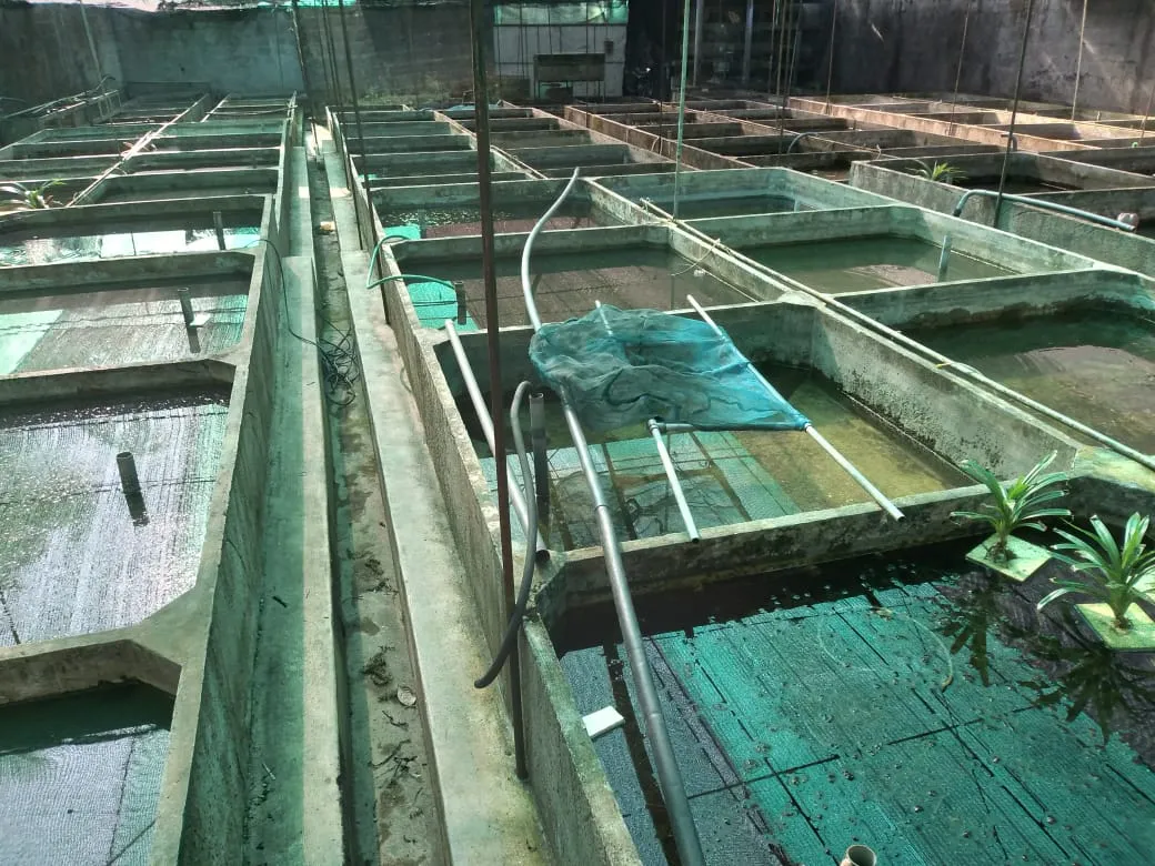 Diyon Water Pets farm 4