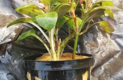 Water plant 1