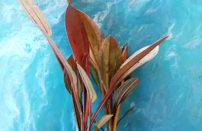 Water plant 10