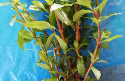 Water plant 11