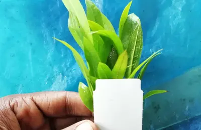 Water plant 12