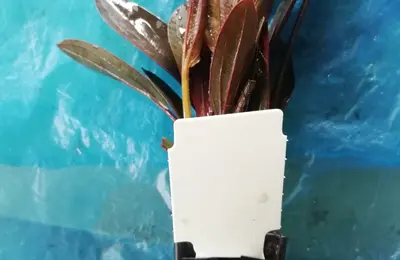Water plant 13