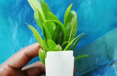 Water plant 14