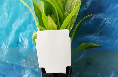 Water plant 15