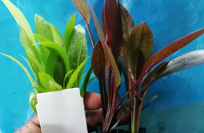 Water plant 16