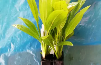 Water plant 17