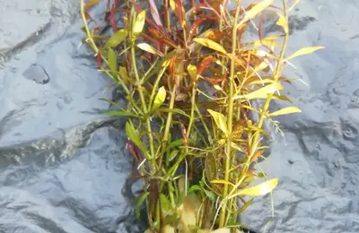 Water plant 18