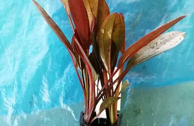 Water plant 19