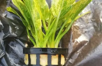 Water plant 2