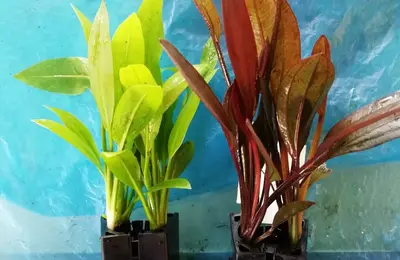 Water plant 20
