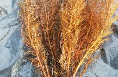Water plant 21