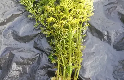 Water plant 22
