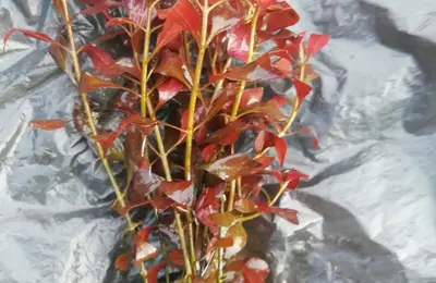 Water plant 23