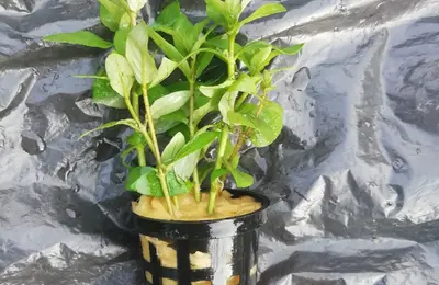 Water plant 24
