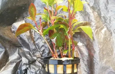 Water plant 25