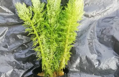 Water plant 26