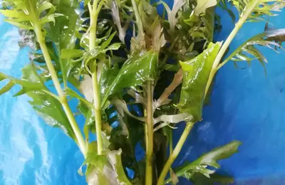Water plant 27