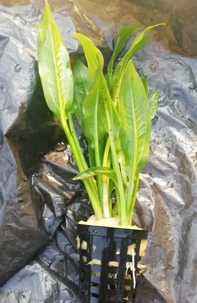 Water plants from the existing gallery